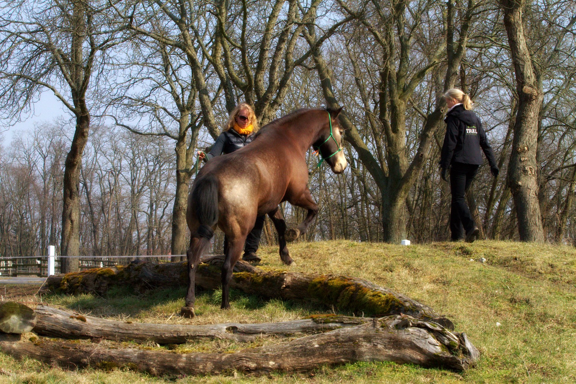 Gelände Trail Pferd